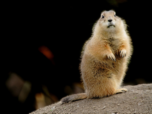 Обои картинки фото животные, суслики, сурки