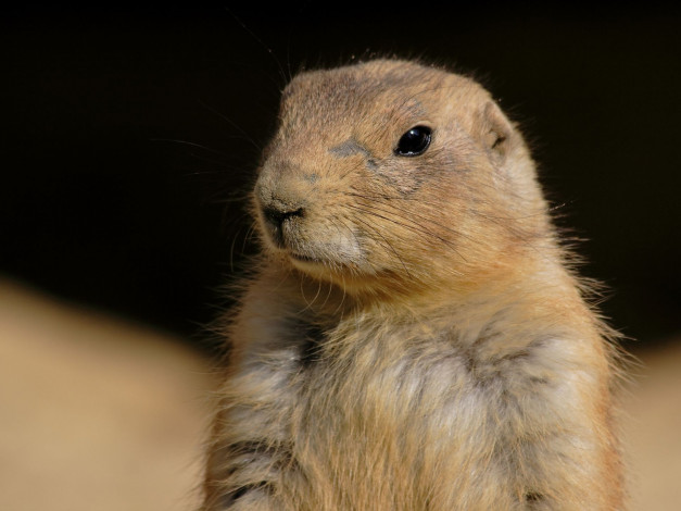 Обои картинки фото животные, суслики, сурки