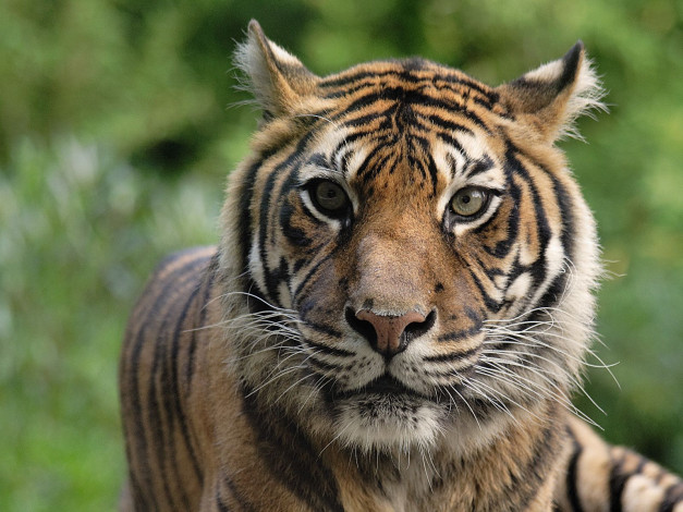 Обои картинки фото животные, тигры