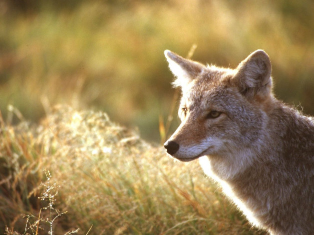 Обои картинки фото животные, волки