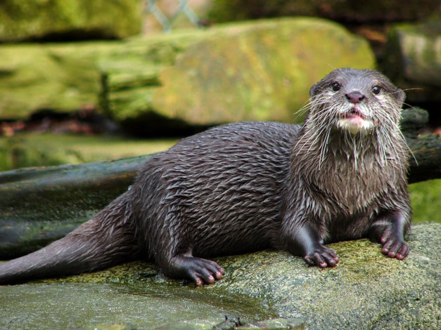 Обои картинки фото животные, выдры, каланы, ондатры