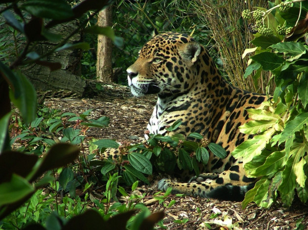 Обои картинки фото животные, Ягуары