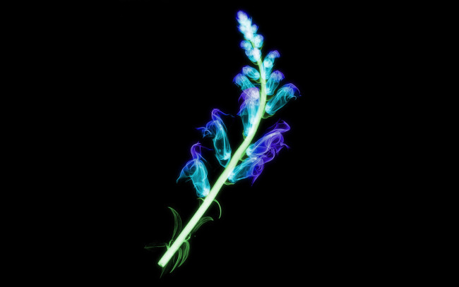 Обои картинки фото 3д, графика, flowers, цветы