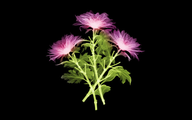 Обои картинки фото 3д, графика, flowers, цветы