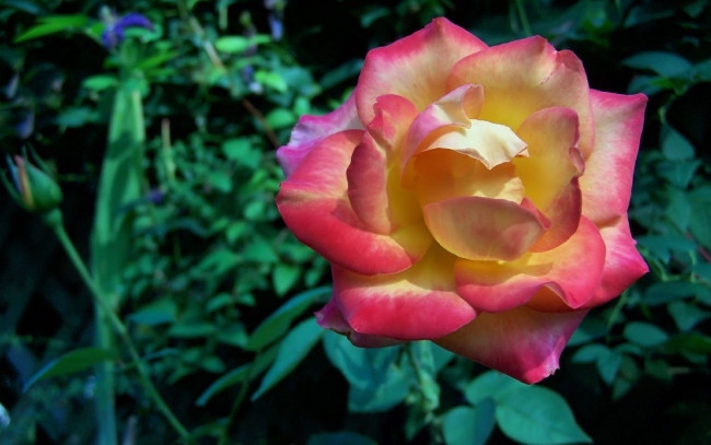 Обои картинки фото цветы, розы