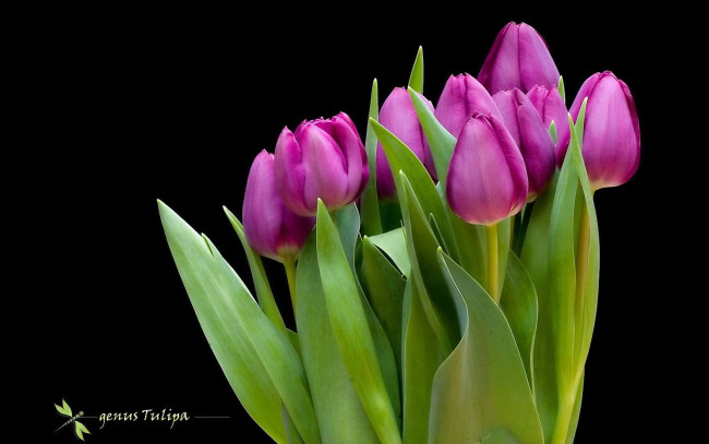 Обои картинки фото цветы, тюльпаны