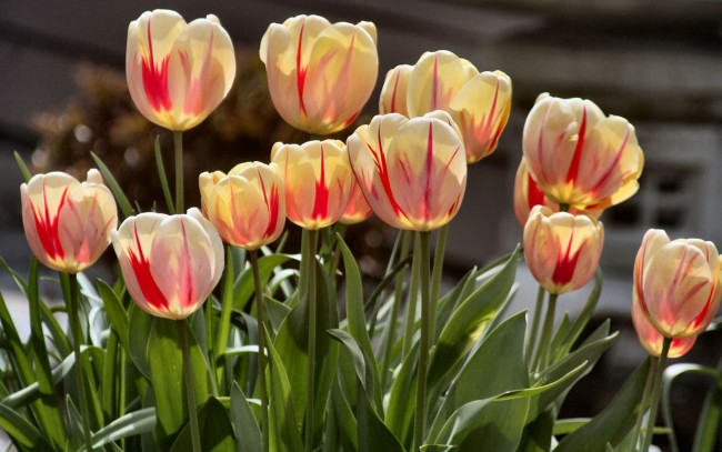 Обои картинки фото цветы, тюльпаны