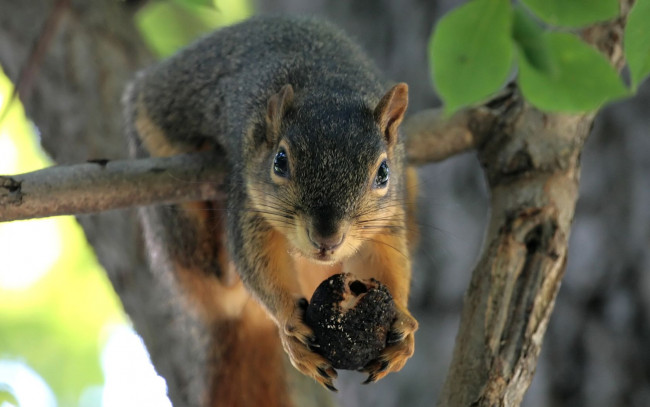 Обои картинки фото животные, белки