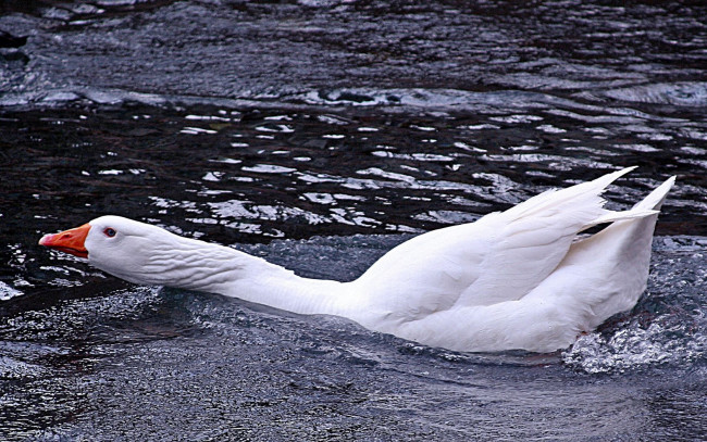 Обои картинки фото животные, гуси