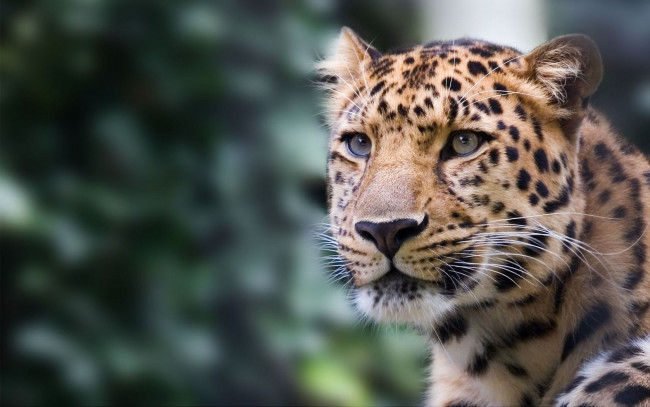 Обои картинки фото животные, леопарды