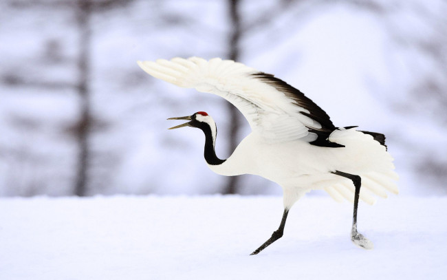Обои картинки фото животные, журавли