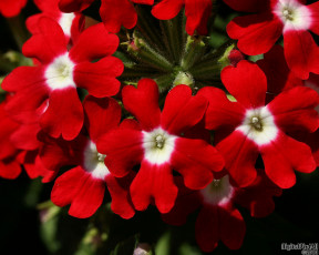 Картинка цветы лантана вербена примула