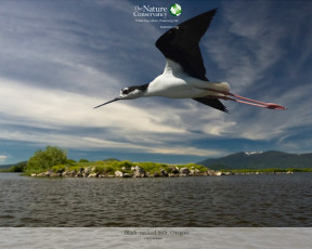 Картинка животные цапли