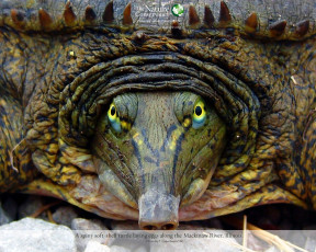 Картинка животные Черепахи