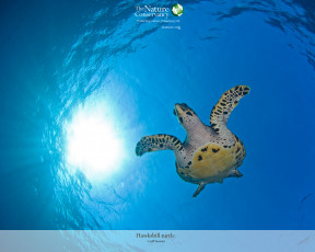 Картинка животные Черепахи