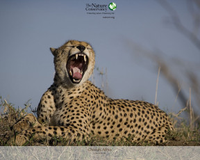 Картинка животные гепарды