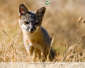 Картинка животные лисы