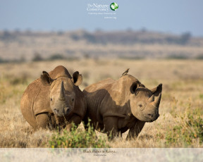 Картинка животные носороги