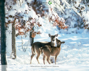 Картинка животные олени