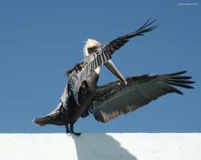 Картинка животные пеликаны