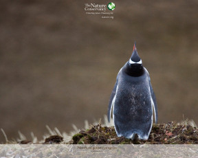 Картинка животные пингвины