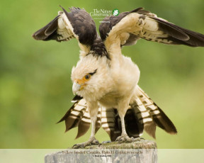 Картинка животные птицы хищники