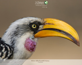 Картинка животные туканы