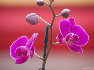 Картинка цветы орхидеи
