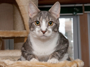 Картинка животные коты