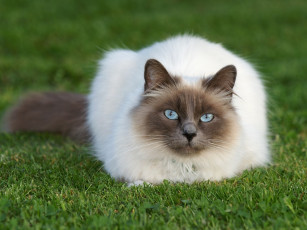 Картинка животные коты