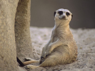 Картинка животные сурикаты