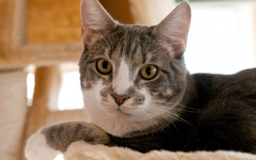 Картинка животные коты