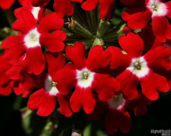 Обои картинки фото цветы, лантана, вербена, примула