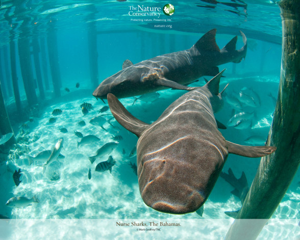 Обои картинки фото животные, акулы