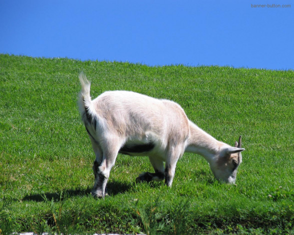 Обои картинки фото животные, козы