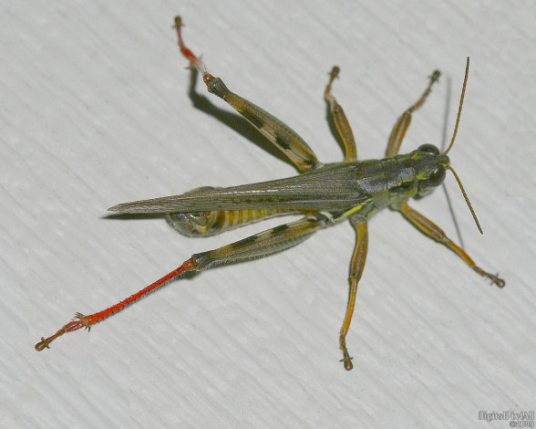 Обои картинки фото животные, кузнечики, саранча