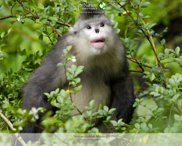 Обои картинки фото животные, обезьяны