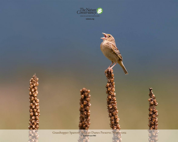 Обои картинки фото животные, птицы
