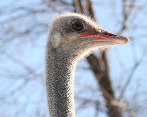 Обои картинки фото животные, страусы