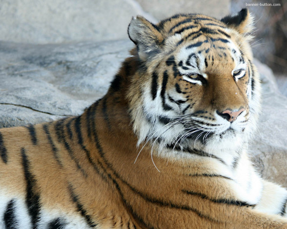 Обои картинки фото животные, тигры