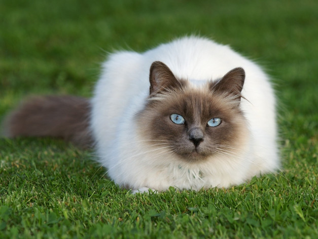 Обои картинки фото животные, коты