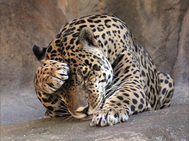 Обои картинки фото животные, Ягуары