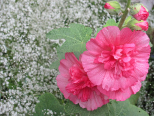 Картинка цветы мальвы розовые махровые