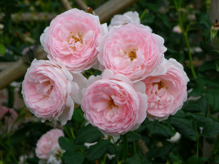 Картинка цветы розы