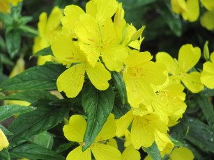 обоя цветы, желтые, капли, дождя