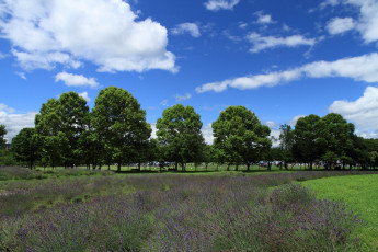 Картинка природа луга