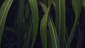 Картинка природа макро