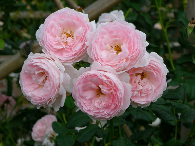 Обои картинки фото цветы, розы