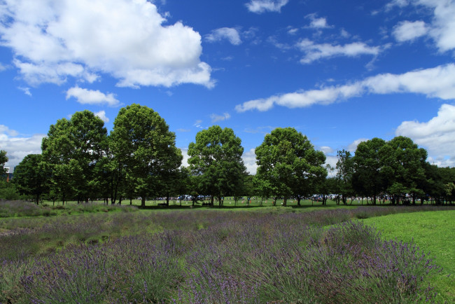 Обои картинки фото природа, луга