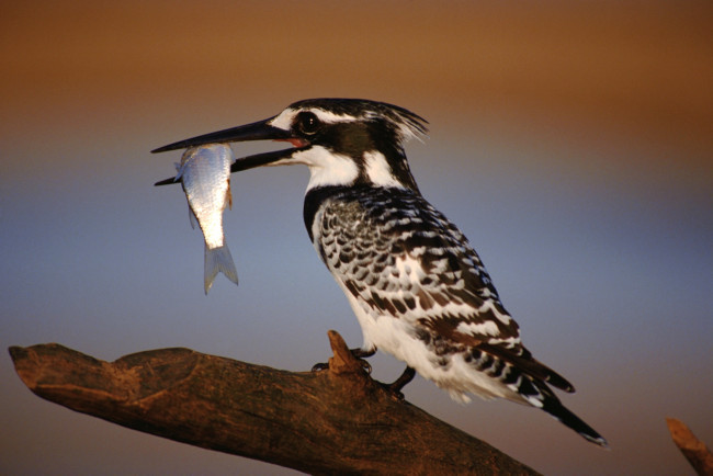 Обои картинки фото животные, зимородки, рыбка, в, клюве